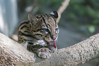 lying Ocelot