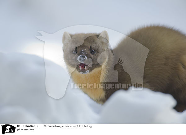 Baummarder / pine marten / THA-04856