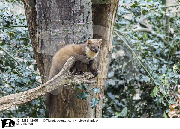 Baummarder / pine marten / MBS-12057