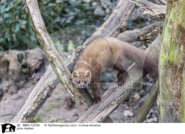 Baummarder / pine marten / MBS-12058