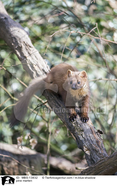 Baummarder / pine marten / MBS-13832