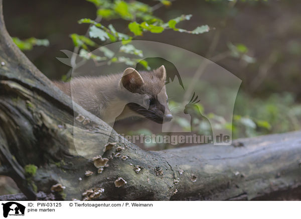 Baummarder / pine marten / PW-03125