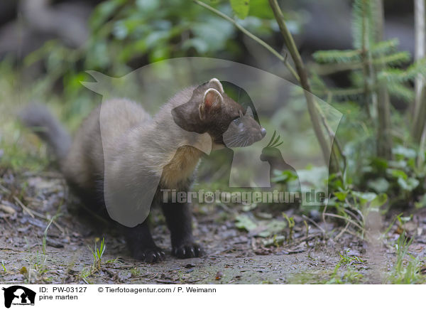 Baummarder / pine marten / PW-03127