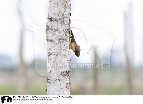 junger Baummarder im Baumstamm / young pine marten in the tree trunk / FF-11420