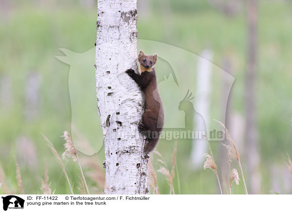 junger Baummarder im Baumstamm / young pine marten in the tree trunk / FF-11422