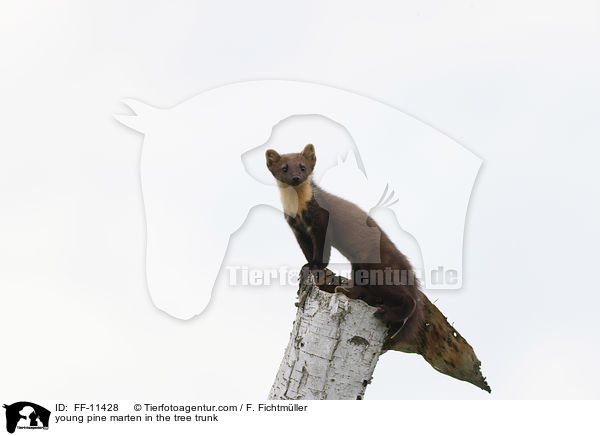 junger Baummarder im Baumstamm / young pine marten in the tree trunk / FF-11428