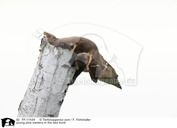 junge Baummarder im Baumstamm / young pine martens in the tree trunk / FF-11434
