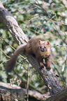 pine marten