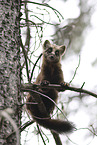 pine marten