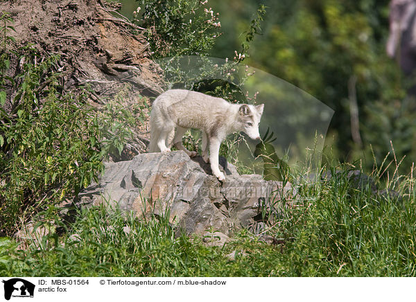 arctic fox / MBS-01564