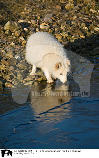 stehender Polarfuchs / standing arctic fox / MBS-02152