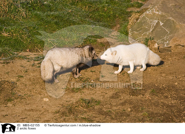 2 Polarfchse / 2 arctic foxes / MBS-02155