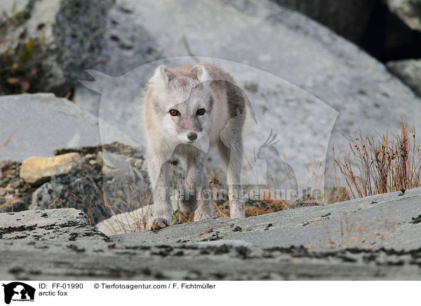 Polarfuchs / arctic fox / FF-01990