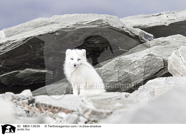 Polarfuchs / arctic fox / MBS-13639