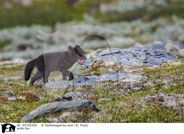 Polarfuchs / arctic fox / AT-02334