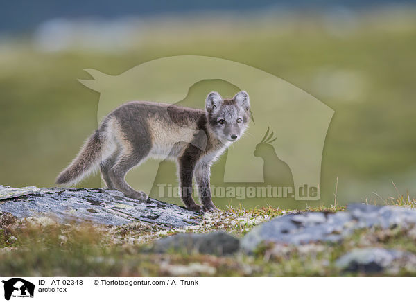 arctic fox / AT-02348