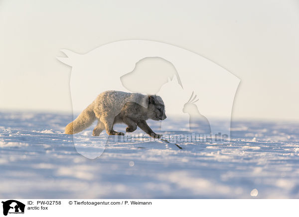 Polarfuchs / arctic fox / PW-02758