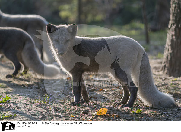 Polarfchse / arctic foxes / PW-02763