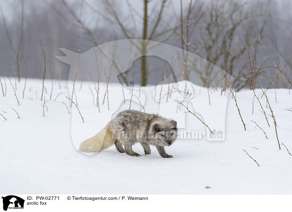 Polarfuchs / arctic fox / PW-02771