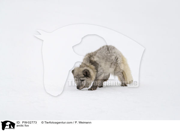 Polarfuchs / arctic fox / PW-02773