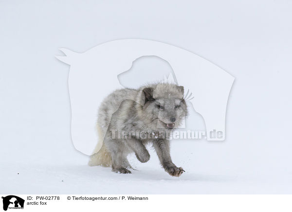 arctic fox / PW-02778