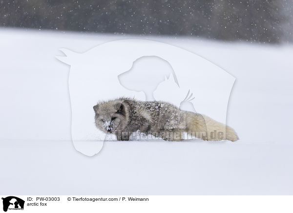 Polarfuchs / arctic fox / PW-03003