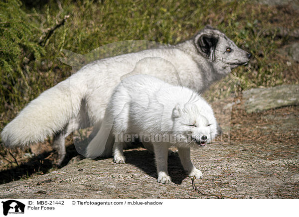 Polarfchse / Polar Foxes / MBS-21442