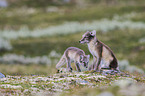 arctic foxes