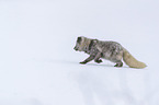 arctic fox