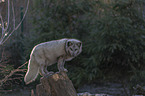 arctic fox