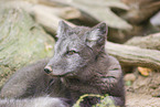 arctic fox