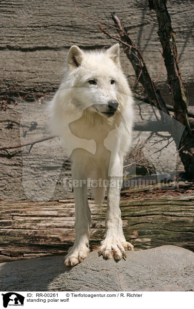 stehender Polar Wolf / standing polar wolf / RR-00261