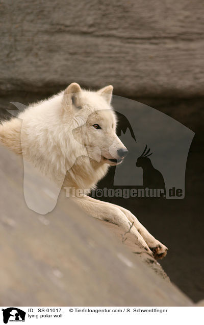 liegender Polarwolf / lying polar wolf / SS-01017