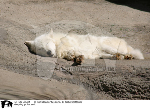 schlafender Polarwolf / sleeping polar wolf / SS-03034
