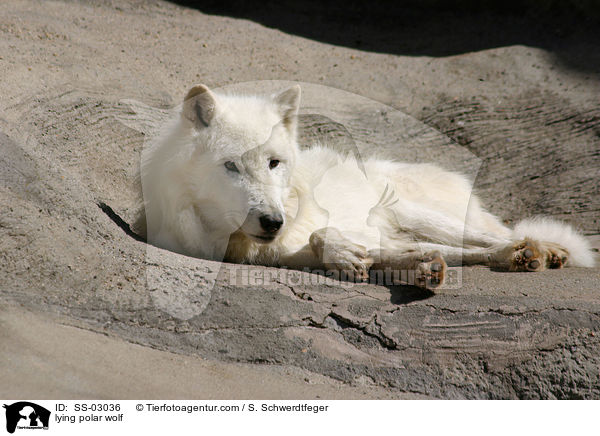 liegender Polarwolf / lying polar wolf / SS-03036
