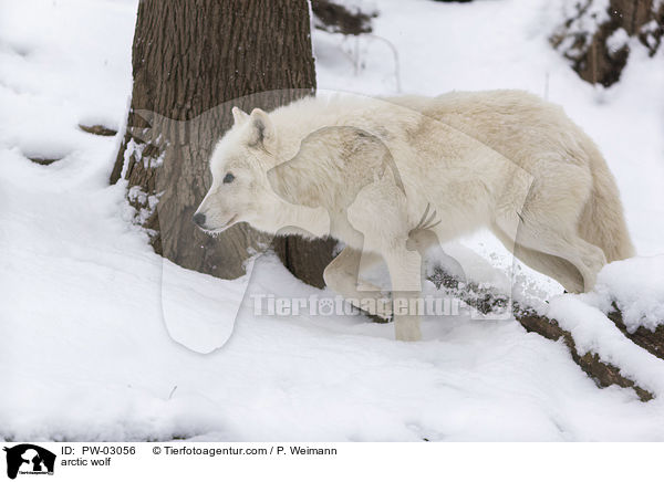 arctic wolf / PW-03056