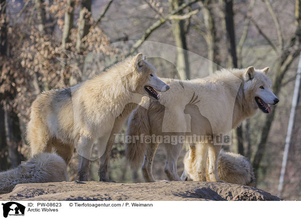 Polarwlfe / Arctic Wolves / PW-08623