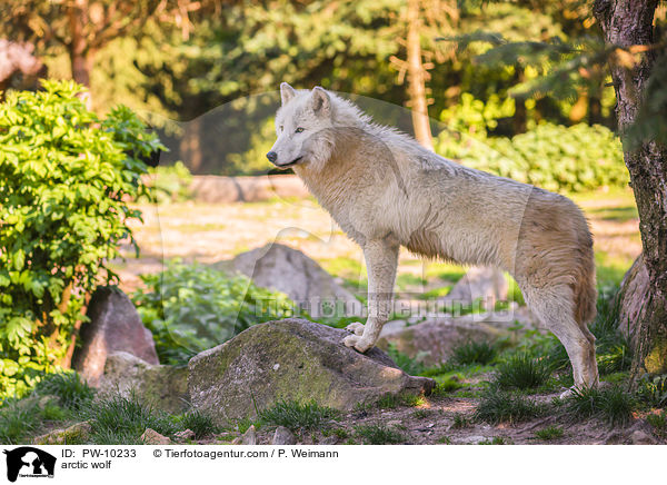 Polarwolf / arctic wolf / PW-10233