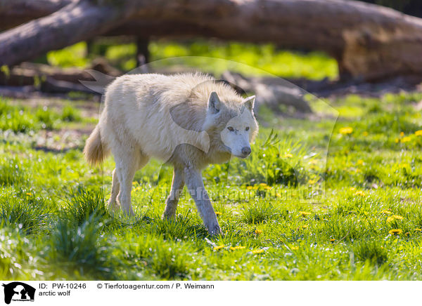 Polarwolf / arctic wolf / PW-10246