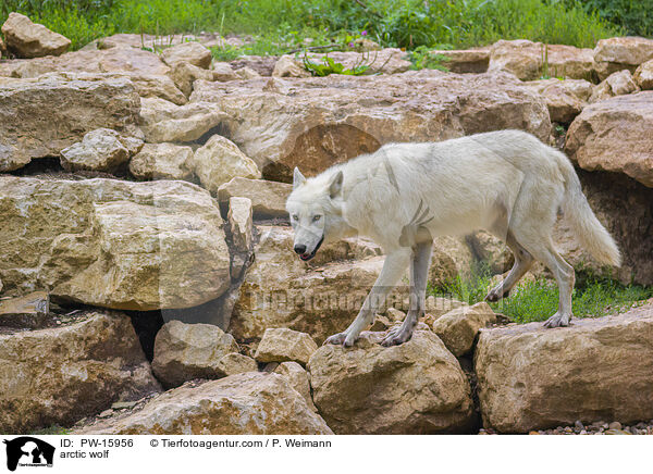 Polarwolf / arctic wolf / PW-15956