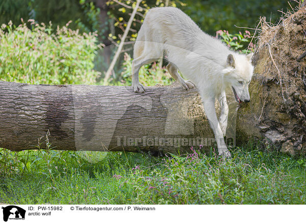 arctic wolf / PW-15982