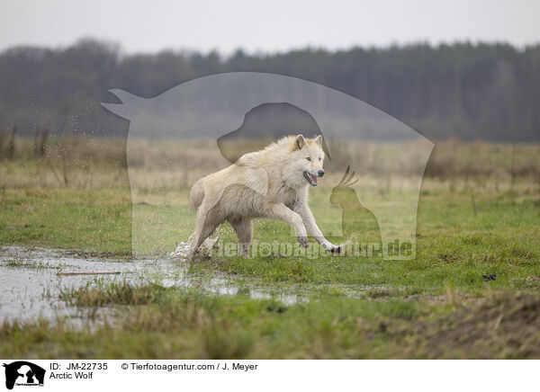 Polarwolf / Arctic Wolf / JM-22735