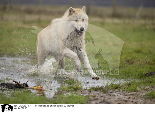 Polarwolf / Arctic Wolf / JM-22777