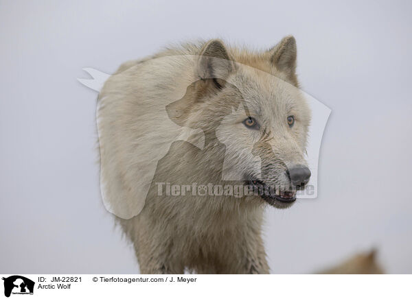 Polarwolf / Arctic Wolf / JM-22821