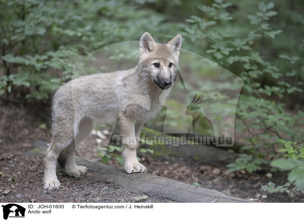 Polarwolf / Arctic wolf / JOH-01600