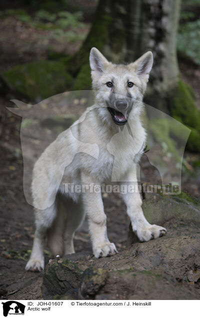 Polarwolf / Arctic wolf / JOH-01607