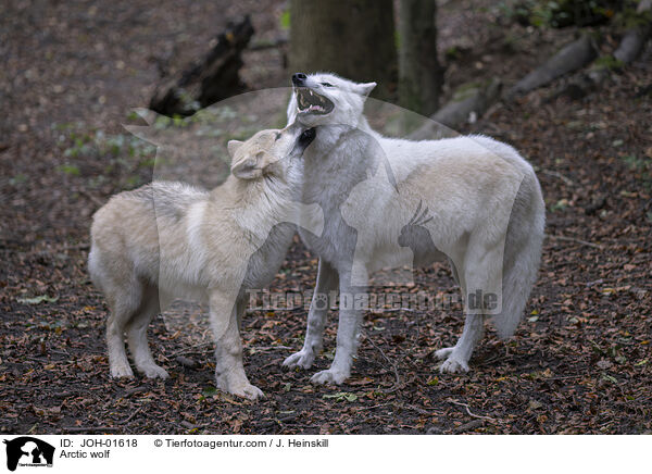 Polarwolf / Arctic wolf / JOH-01618