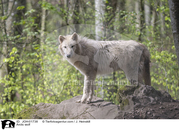 Polarwolf / Arctic wolf / JOH-01738