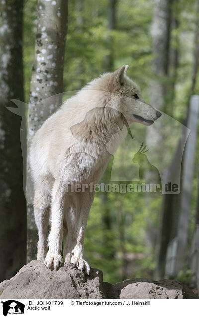 Polarwolf / Arctic wolf / JOH-01739