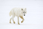 arctic wolf